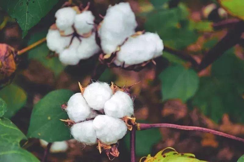 好体育app官网下载医纺